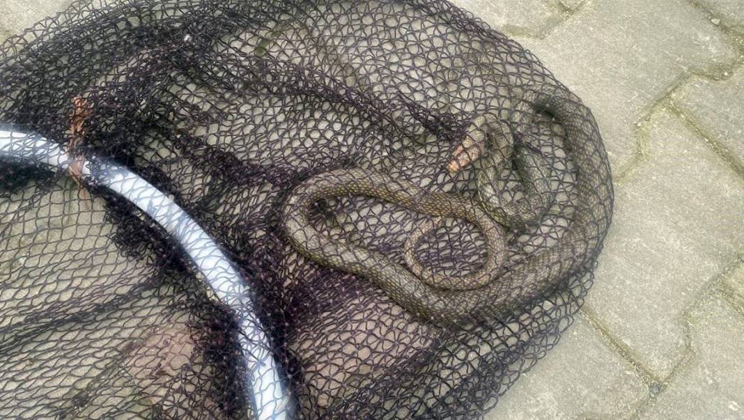 Yetkililer fileyle yakaladı, 3 hafta içinde çoğalacak! Adeta topraktan fışkırıyor, büyük patlama yaşanmasından korkuluyor 6